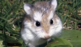 仓鼠可不可以吃籽瓜呢视频,籽瓜，是美味还是禁忌？