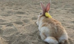 兔子吃呆瓜视频大全播放,兔子美食盛宴，欢乐无限