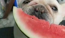 怎么打开吃瓜群众视频聊天,畅享欢乐时光