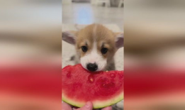 幼犬可以吃生瓜吗视频教程,视频教程揭秘营养与注意事项