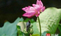 小燕子的吃瓜说法视频,揭秘娱乐圈幕后故事