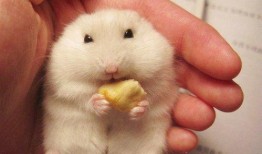 仓鼠吃瓜视频大全集,盘点萌宠仓鼠的瓜果时光