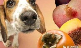 狗吃生方瓜会中毒吗视频,警惕！狗狗误食生番瓜可能导致中毒