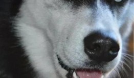 抖音吃瓜哈士奇电钻视频,抖音上最“瓜”的宠物趣味视频