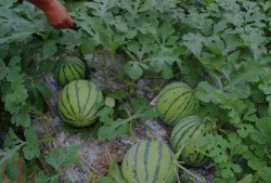 山西榆次吃瓜事件视频,一场引发热议的网络视频风波