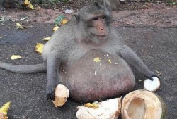 猴子上树吃瓜视频大全,欢乐瞬间大盘点