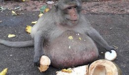 猴子上树吃瓜视频大全,欢乐瞬间大盘点