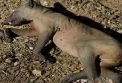 羊村吃瓜事件真相揭秘视频