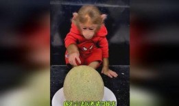 猴哥饿了吃哈密瓜视频在线观看,哈密瓜盛宴在线直播