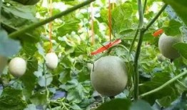 吃网纹瓜搞笑视频,笑料横生，瓜农与网友欢乐互动