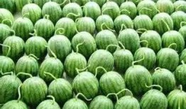 外国人免费吃瓜视频,外国人免费品尝瓜果盛宴，尽享异国风情