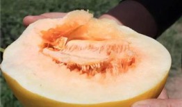 王蓉吃民勤蜜瓜视频,甜蜜滋味尽收眼底