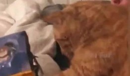 宠物搞笑视频带你吃瓜,带你笑出“吃瓜”境界