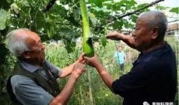农村大哥吃瓜视频