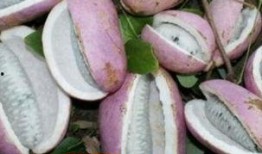 八月瓜如何摘皮吃视频,视频教你轻松摘皮享用