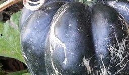 吃方瓜有啥坏处吗视频,方瓜食用不当的潜在风险揭秘