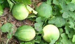 臭瓜萎的籽可以吃吗视频,营养与安全并重的美味探索