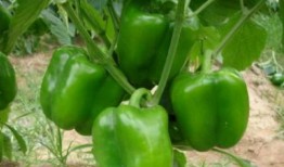 胖女人吃茄瓜好吗视频,健康美味两不误的减肥食材揭秘