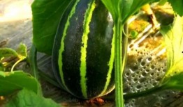 黄骅金鼎18号吃瓜视频,揭秘幕后真相