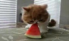 宠物大明星吃瓜视频全集,吃瓜视频全集，笑料横生宠物日常大揭秘