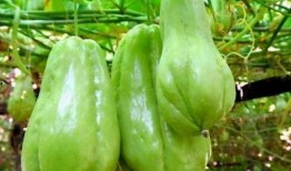 三种人宜吃佛手瓜吗视频,健康养生新选择