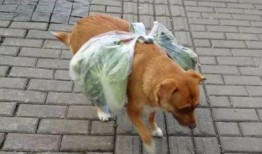 狗吃瓜邻居吵架视频