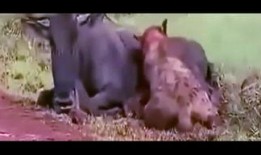 狗和狮子吃瓜视频,狗狮共食瓜果的趣味瞬间