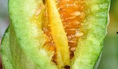 一个人吃蜜瓜视频,一镜到底的甜蜜享受