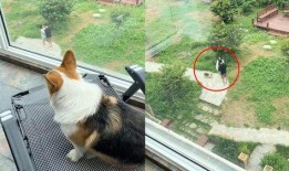 狗吃瓜邻居吵架视频