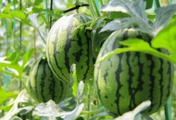 群众吃芥瓜视频素材下载,群众共享美味瞬间