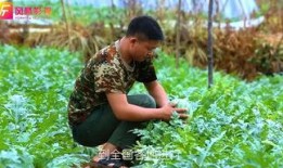 牛角瓜黄色怎么吃的视频,简单美味家常做法