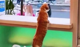 吃瓜看别人吵架视频,揭秘网络吵架视频背后的热点与争议