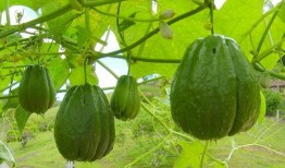 三种人宜吃佛手瓜吗视频,健康养生新选择