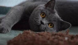 蓝猫可以吃梨瓜吗视频,揭秘蓝猫能否享用梨瓜美味