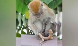 猴子上树吃瓜视频大全,欢乐瞬间大盘点