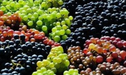 宝宝吃葡萄瓜视频教程