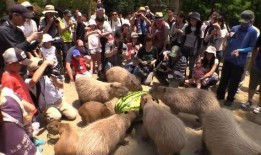 水豚吃瓜视频大全,萌态百出视频大全