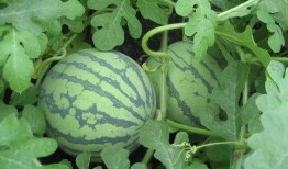 白愁飞吃瓜视频,揭秘娱乐圈幕后真相