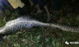 吞噬巨蟒吃瓜视频大全