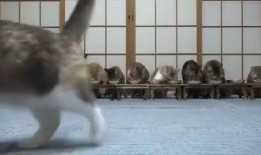 吃咸瓜的可怜视频,可怜吃瓜者的心酸遭遇