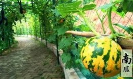 吃瓜有趣视频,趣味视频带你领略生活百态