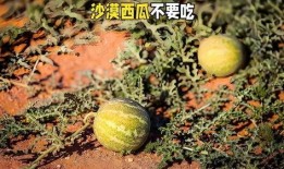 吃沙漠瓜的视频大全