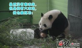 娱乐吃瓜大熊猫视频,一场娱乐吃瓜盛宴