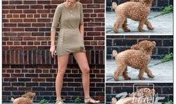 宠物大明星吃瓜视频全集,吃瓜视频全集，笑料横生宠物日常大揭秘