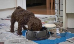 泰迪犬吃哈密瓜视频,与哈密瓜的甜蜜邂逅