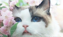 猫吃白兰瓜有事吗视频播放,趣味视频引发网友热议