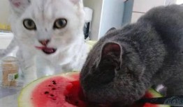 猫咪吃瓜主人拉腿视频,主人拉腿互动萌态十足