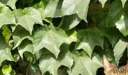 豹子吃瓜的视频,瓜果盛宴成欢乐焦点