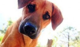 吃瓜的小女孩狗狗视频,吃瓜小女孩与狗狗的欢乐时光