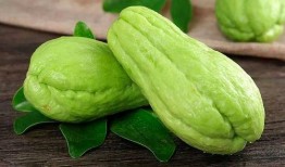 三种人宜吃佛手瓜吗视频,健康养生新选择